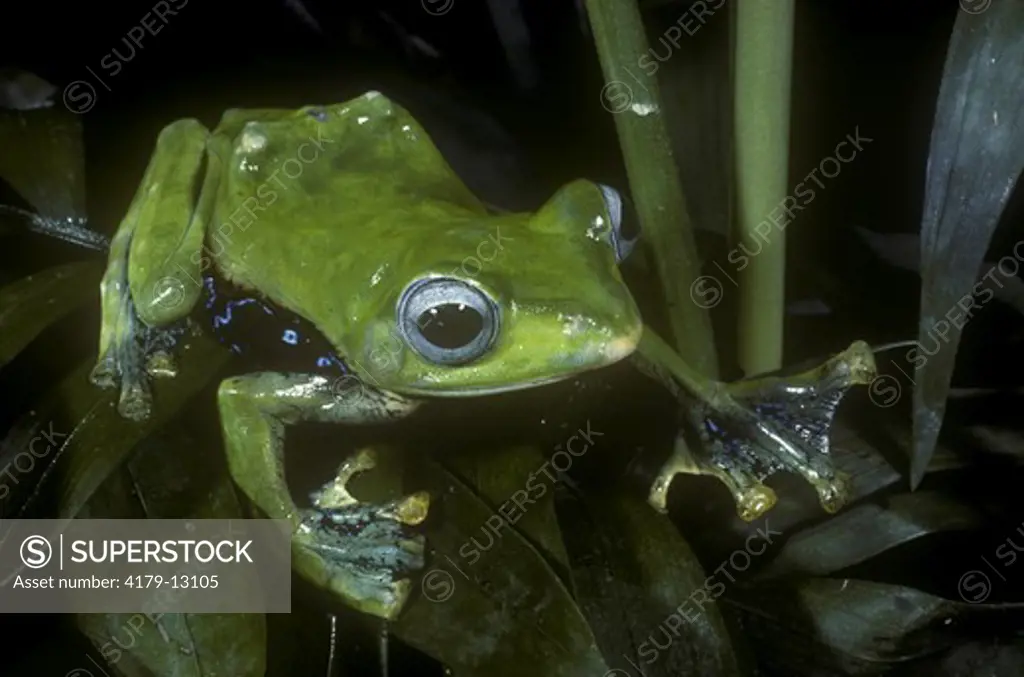 Asiatic Gliding Frog (Rhacophorus nigropalmatus) aka Wallace's Flying Frog, night