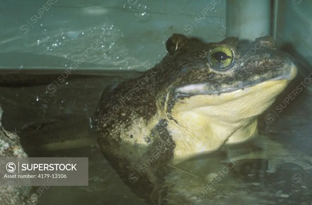 Goliath Frog (Conraua goliath) World's Largest Frog West Africa