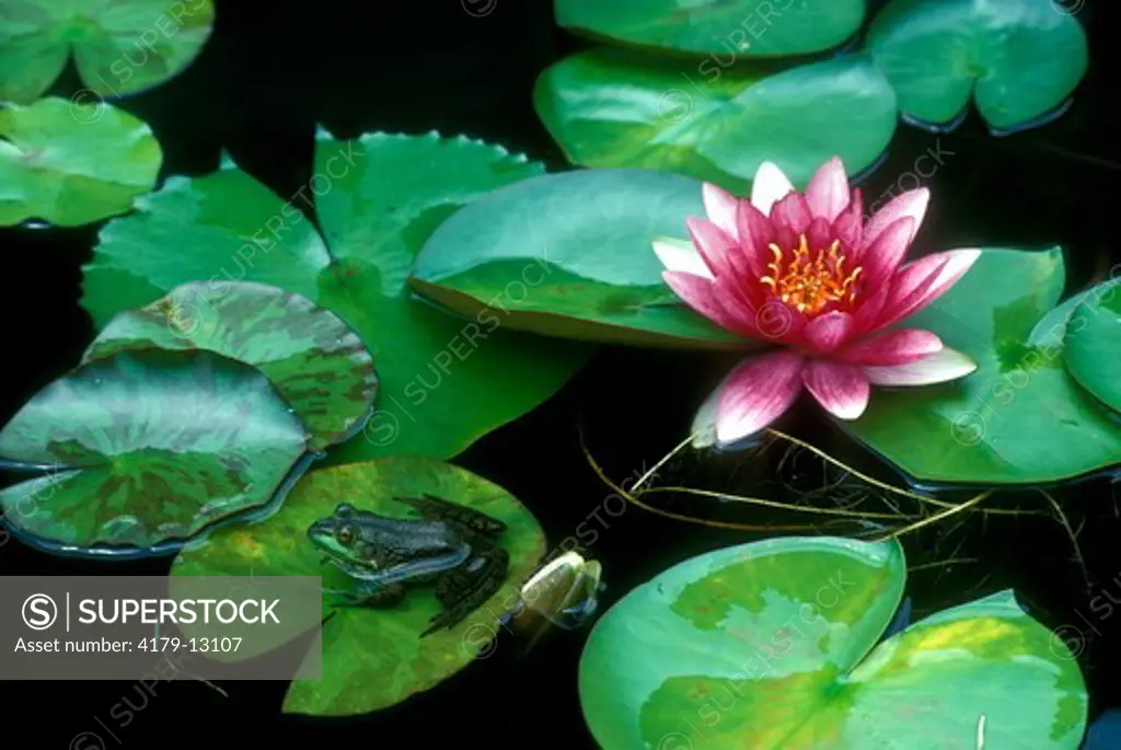 Green Frog & Water Lily (Rana clamitans melanota), E. & N.E. USA & adj. Canada