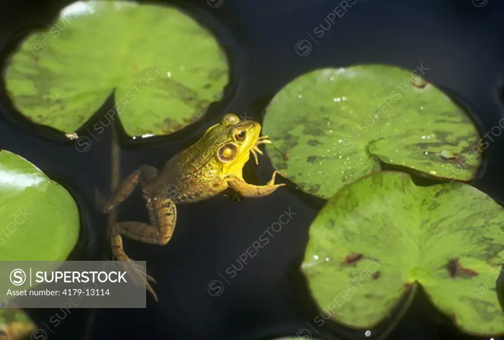 Green Frog on Water Lily Pads (Rana clamitans melanota), Eastern USA