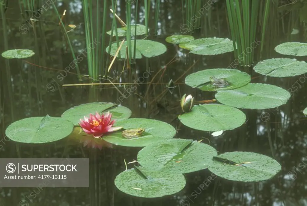 Green Frog w/Pond Lily & Cattails (Rana clamitans) Adirondack Mtns. Y New York habitat
