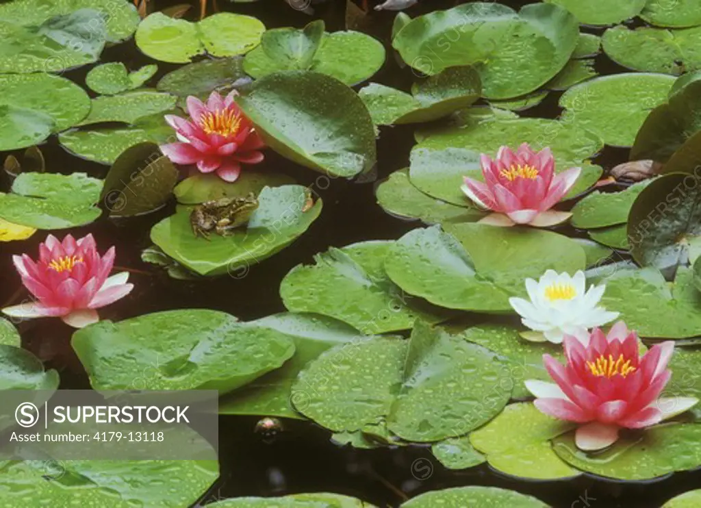 Green Frog & Water Lilies (Rana clamitans), Adirondacks, New York, pond life