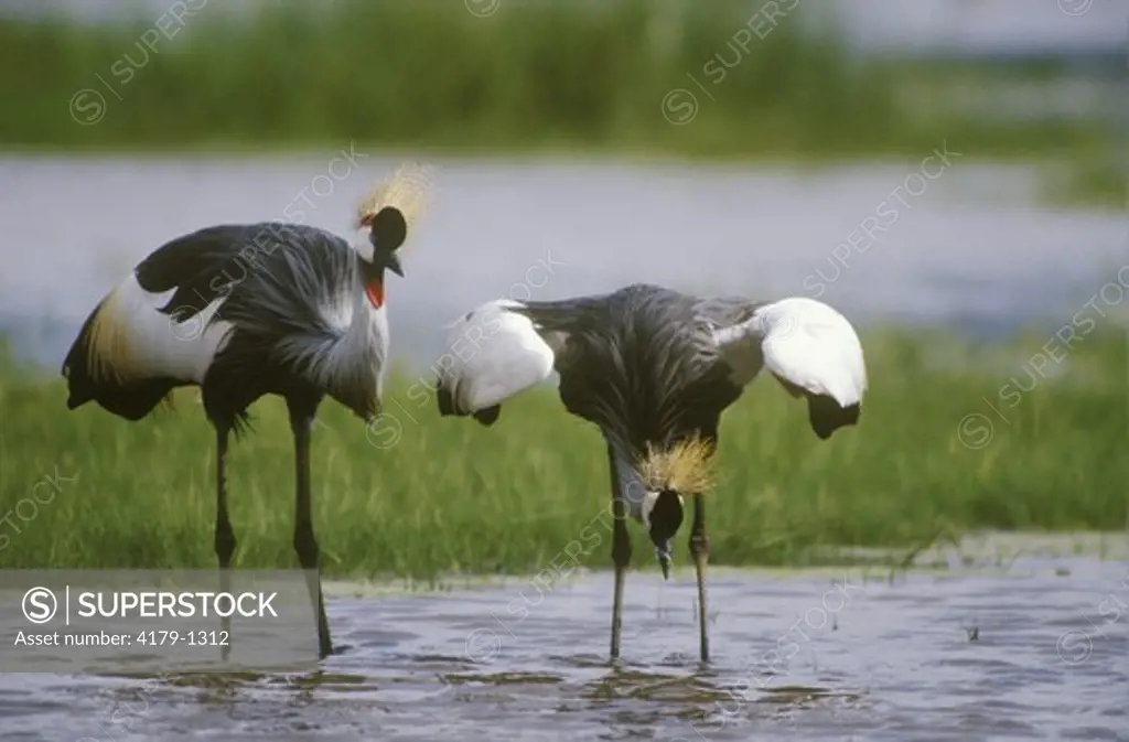 Crowned Cranes preening M/F (Balearica regulorum) adult Nairobi Natl Park - Kenya