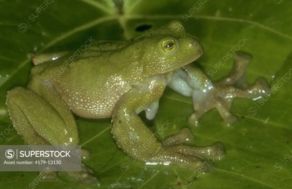 Giant Glass Frog (Centrolene geckoideum) Male with Spur - Colombia