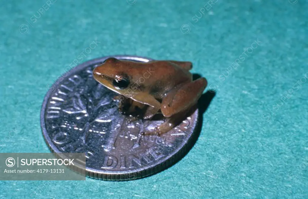 Little Grass Frog (Limnaoedus ocularis) 1/2 Smallest Frog in NA/SE USA