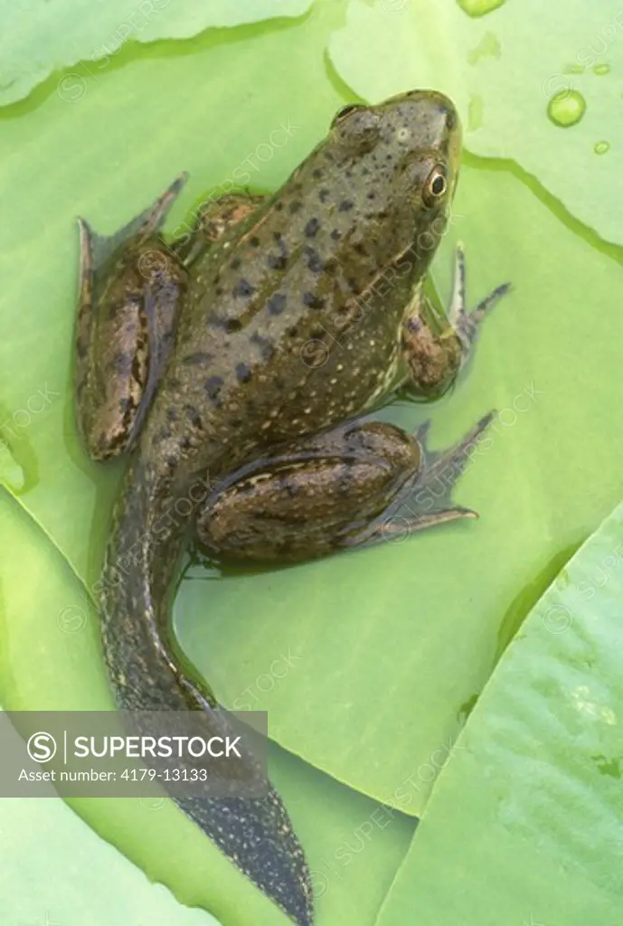 Developing Green Frog w/ Tadpole Tail (Rana clamitans), Michigan