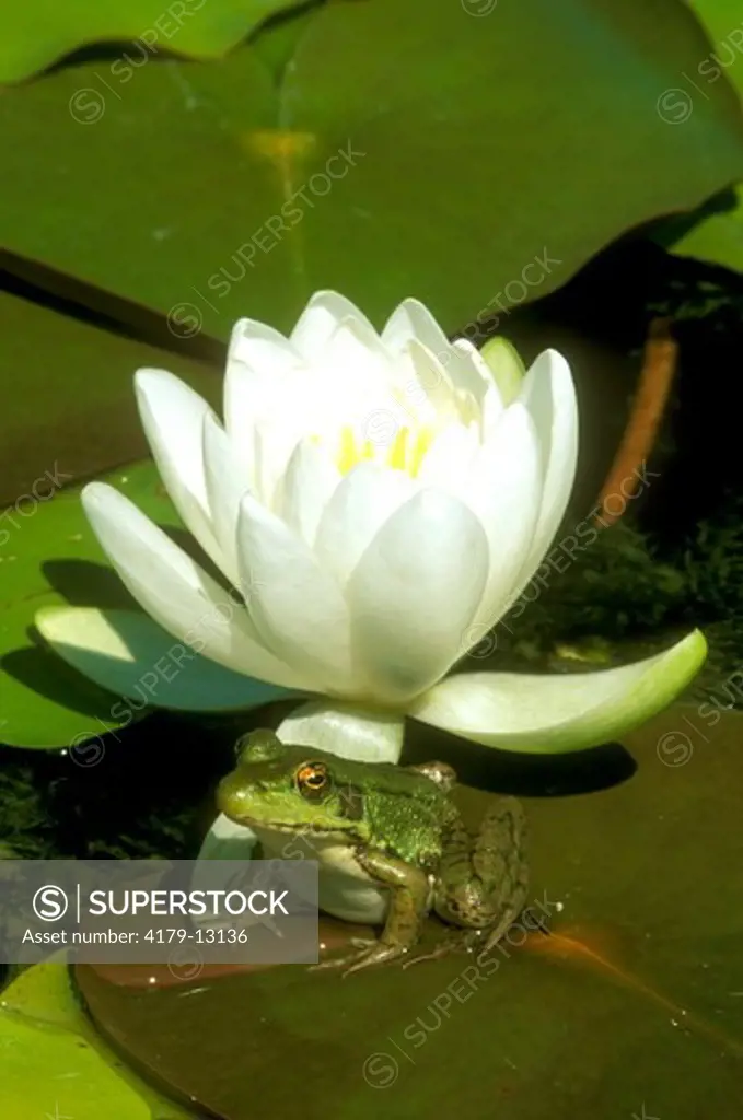 Green Frog on Lily Pad with White Water Lily Blossom, Emmet, MI