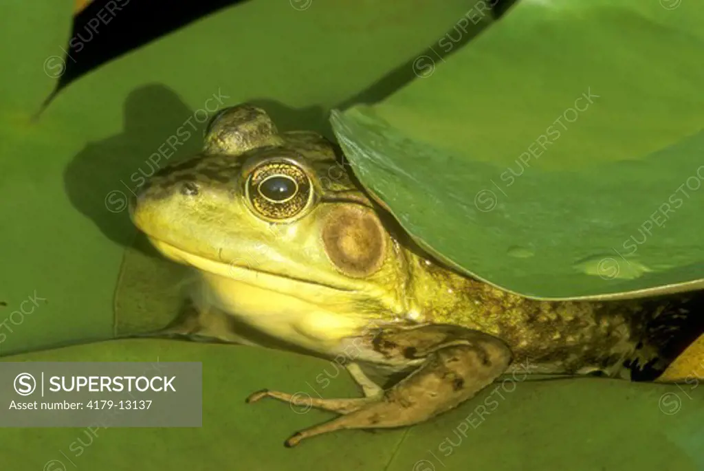 Green Frog peeking out from under Lily Pad (Rana clamitans), Emmet Co., MI