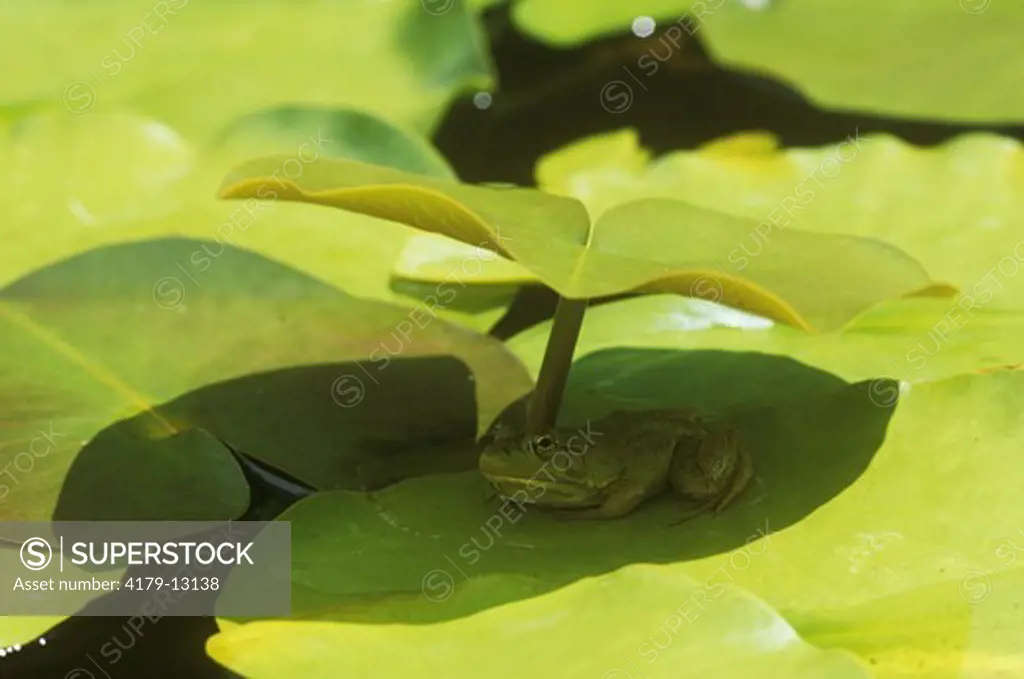 Green Frog in Shade of Lily Pad on hot Summer Day, Emmet Co., Michigan