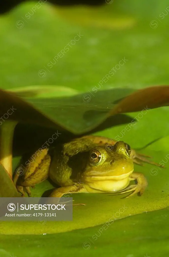 Green Frog hiding under Lily Pad to ambush Prey, Emmet Co., Michigan (Rana clamitans)