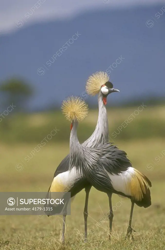 Pair of Crowned Cranes, Africa