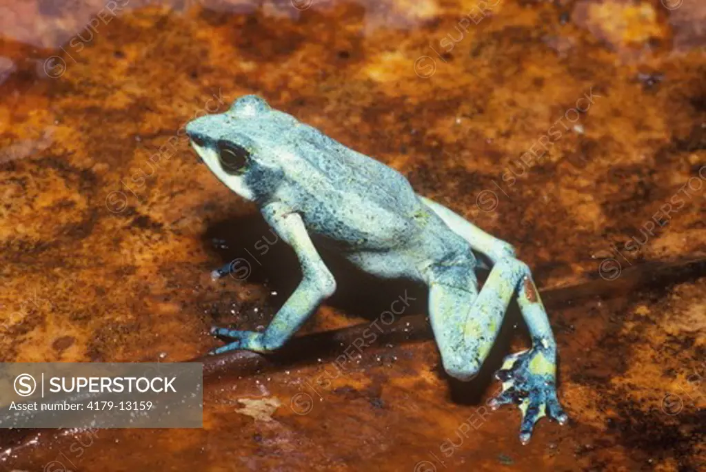 Variable Harlequin Frog (Atelopus varius), Monte Verde, Costa Rica