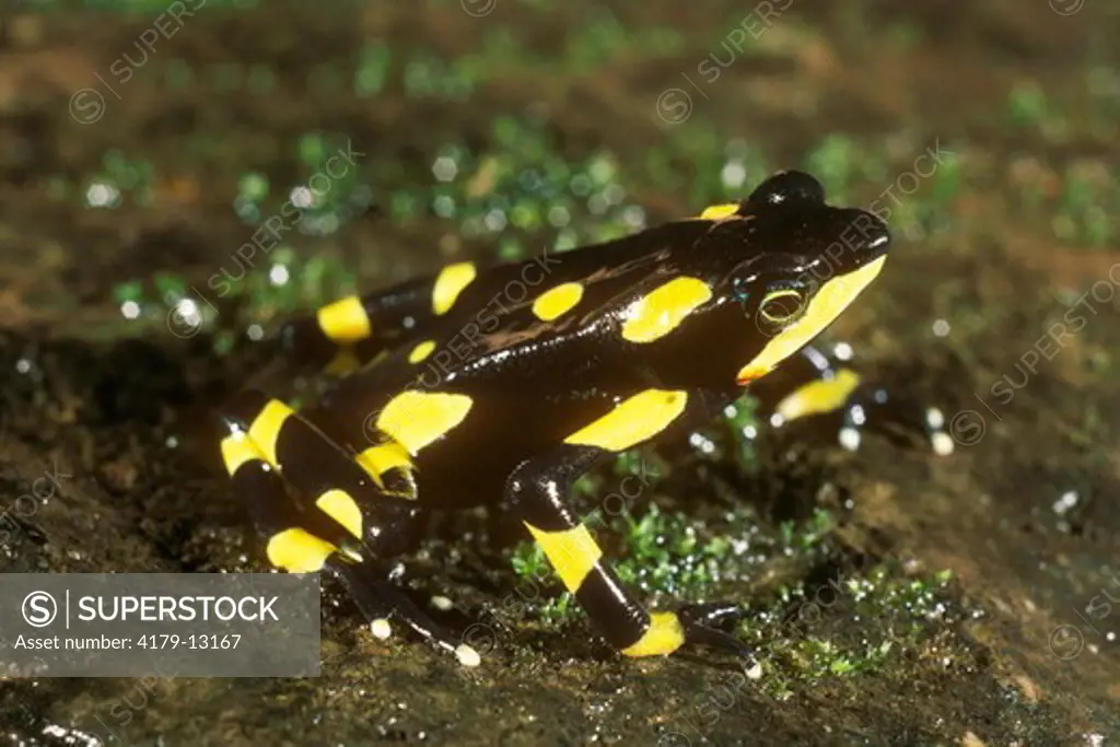 Harlequin Frog adult female (Atelopus varius) Monteverde Costa Rica