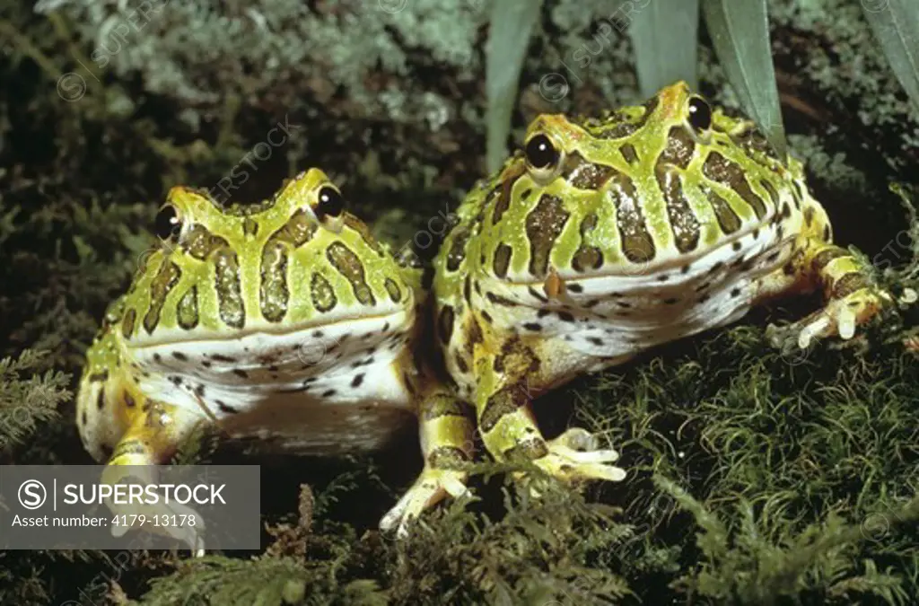 Argentine Horned Frogs (Ceratophrys ornata)