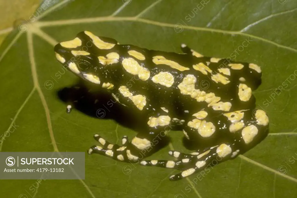 Harlequin Frog (Atelopus arsyecue) Sierra Sta Marta/Colombia