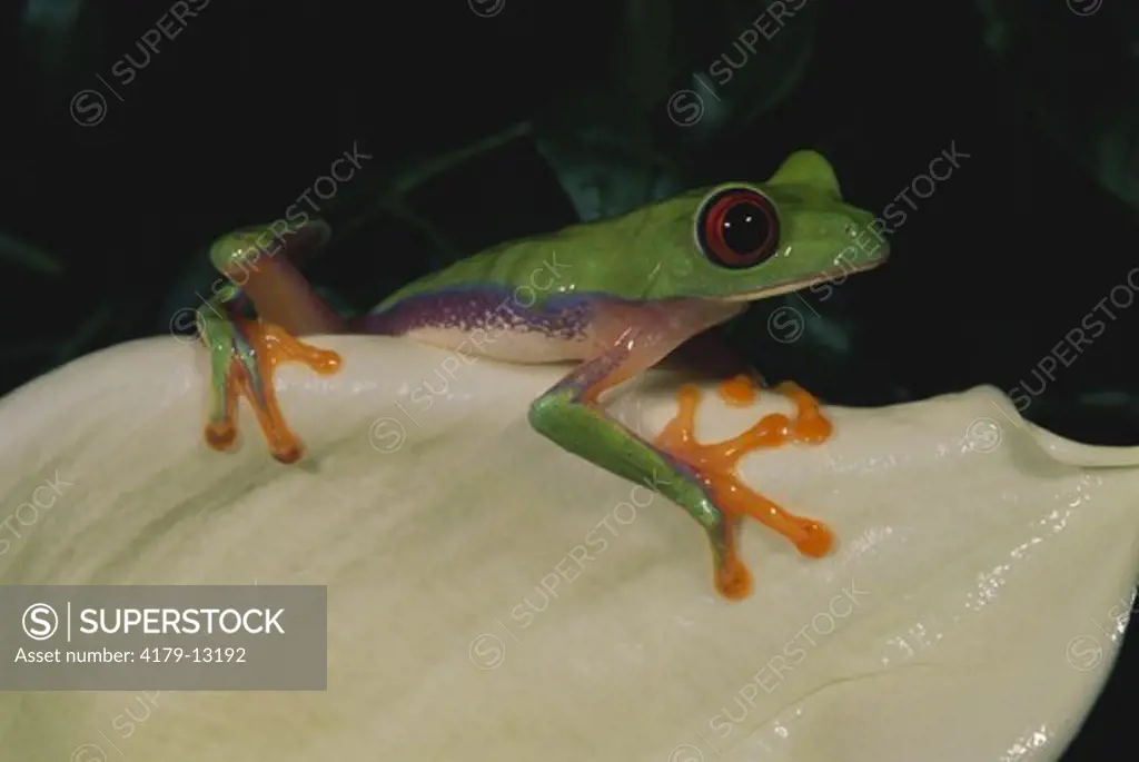 Misfit Leaf Frog (Agalychnis saltator) Nicaragua & Costa Rica