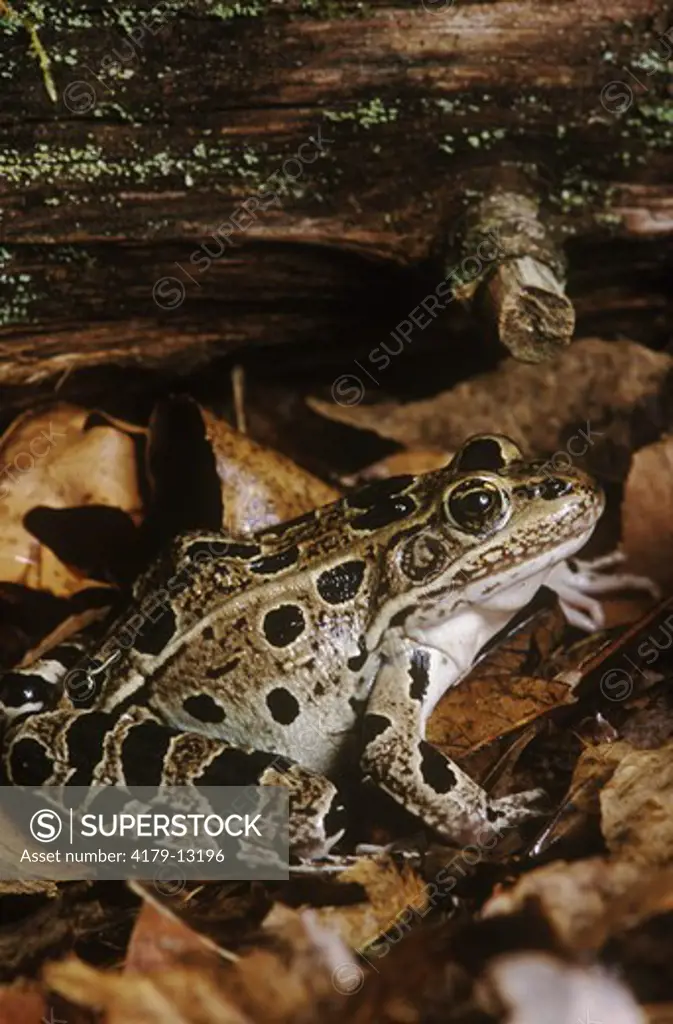 Northern Leopard Frog (Rana pipiens), Hennepin Co., Minnesota, IC