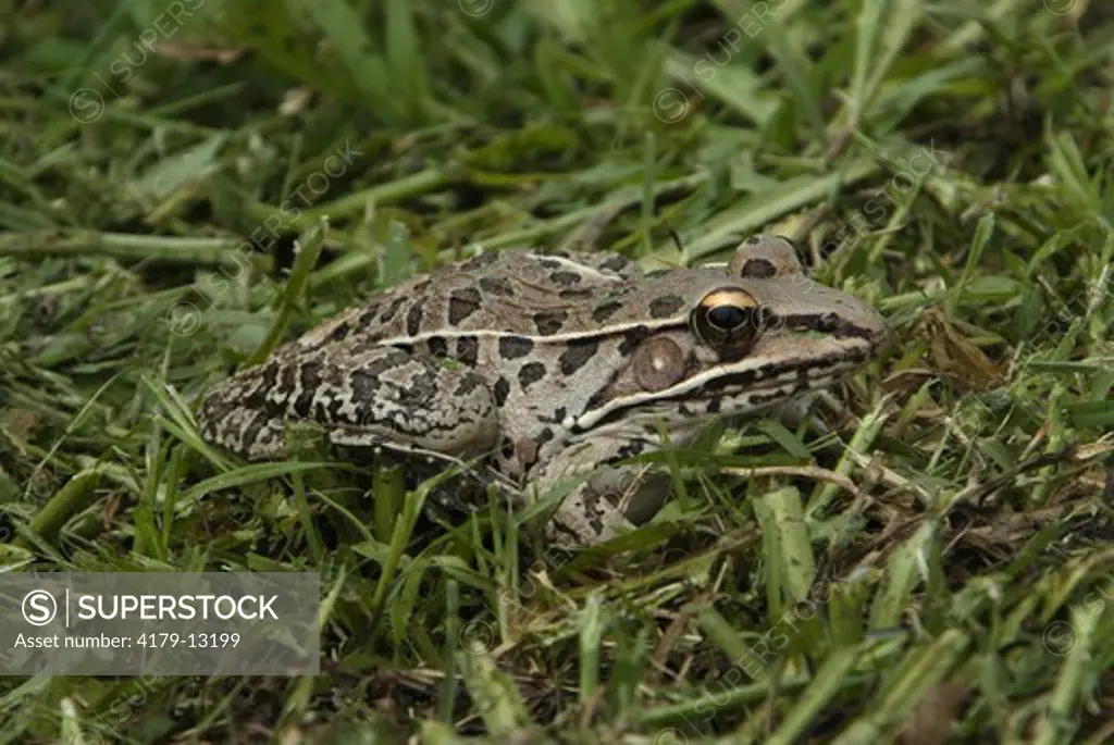 Southern Leopard Frog (Rana sphenocephala) Grand Lake Estates, TX, Texas