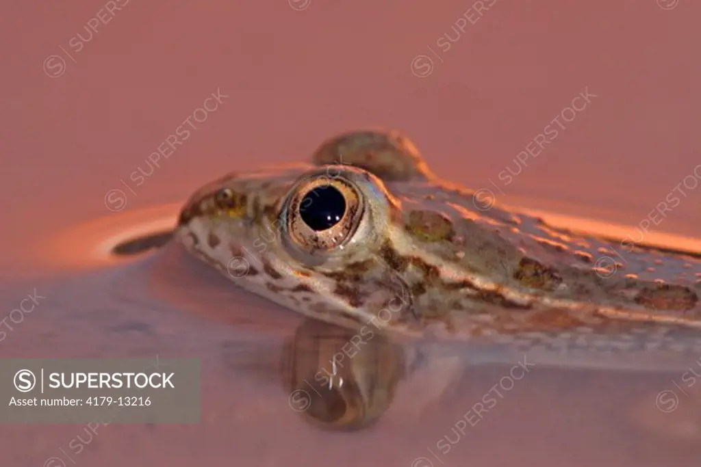 Rio Grande Leopard Frog (Rana berlandieri) with reflected sunset light. Kimble County, TX