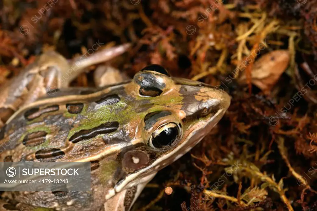 Leopard frog closeup (Rana sphenocephala) Central Florida