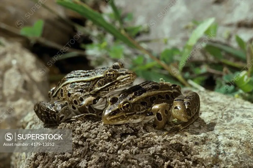 Northern Leopard Frogs (Two) (Rana pipiens) Sunning Stillwater, MN