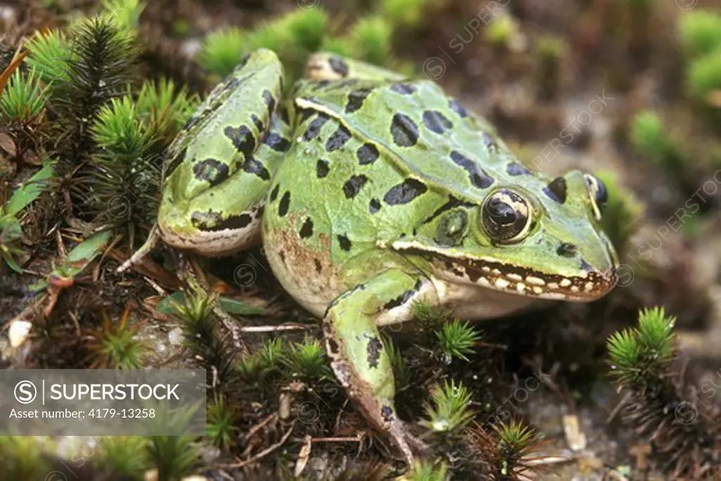 S. Leopard Frog (Rana sphenocephala), female, NJ Pine Barrens, Cedar L.