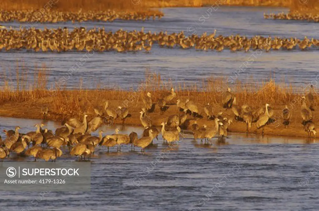 Sandhill Cranes (Grus canadensis) - Sheldon, NE Nebraska - Dawn on Platte River