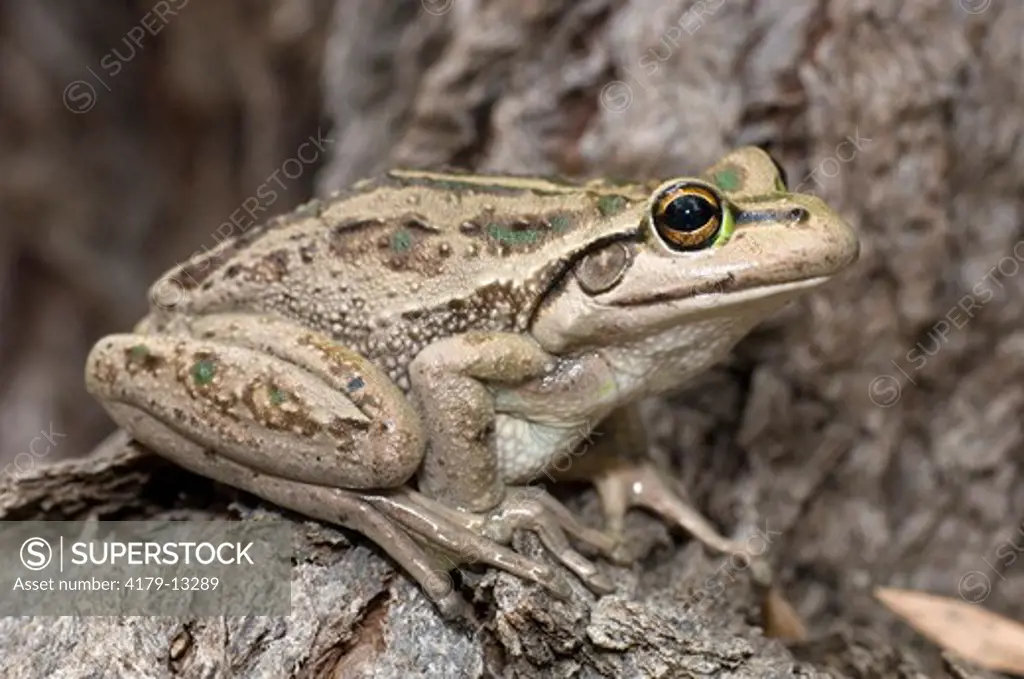 Motorbike Frog (Litoria moorei) Sitting on tree trunk, Woodland, Busselton, Western Australia, December Note: This frog makes a sound like a motorcycle changing gears