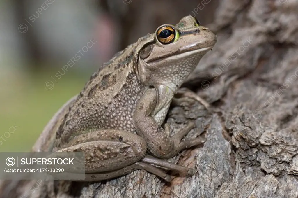 Motorbike Frog (Litoria moorei) Sitting on tree trunk, Woodland, Busselton, Western Australia, December Note: This frog makes a sound like a motorcycle changing gears