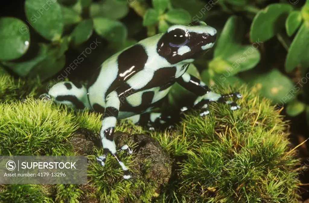 Green & Black Poison Frog (Dendrobates auratus) Nicaragua