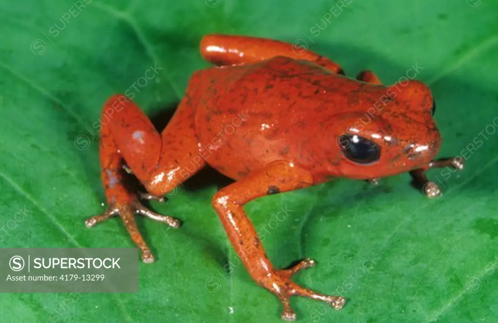 Strawberry Poison Arrow Frog (Dendrobates pumilio), Panama