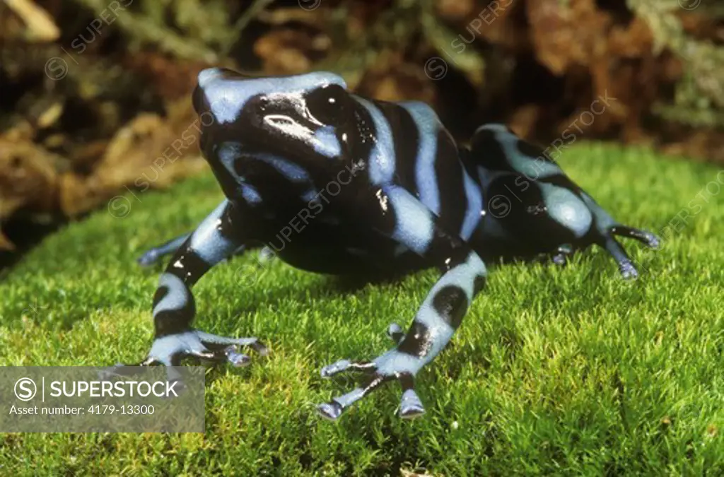 Green & Black Poison Arrow Frog, blue phase (Dendrobates auratus), Panama