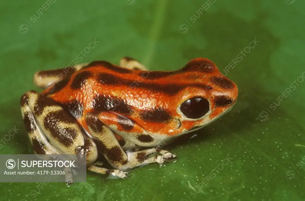 Strawberry Poison Frog (Dendrobates pumilio) Panama and Bastimentos Is