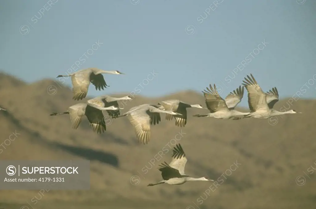 Sandhill Cranes in Flight (Grus canadensis), Bosque Del Apache, NM,  New Mexico