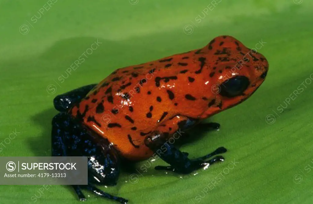 Strawberry Poison Frog (Dendrobates pumilio) Nicaragua & Columbia