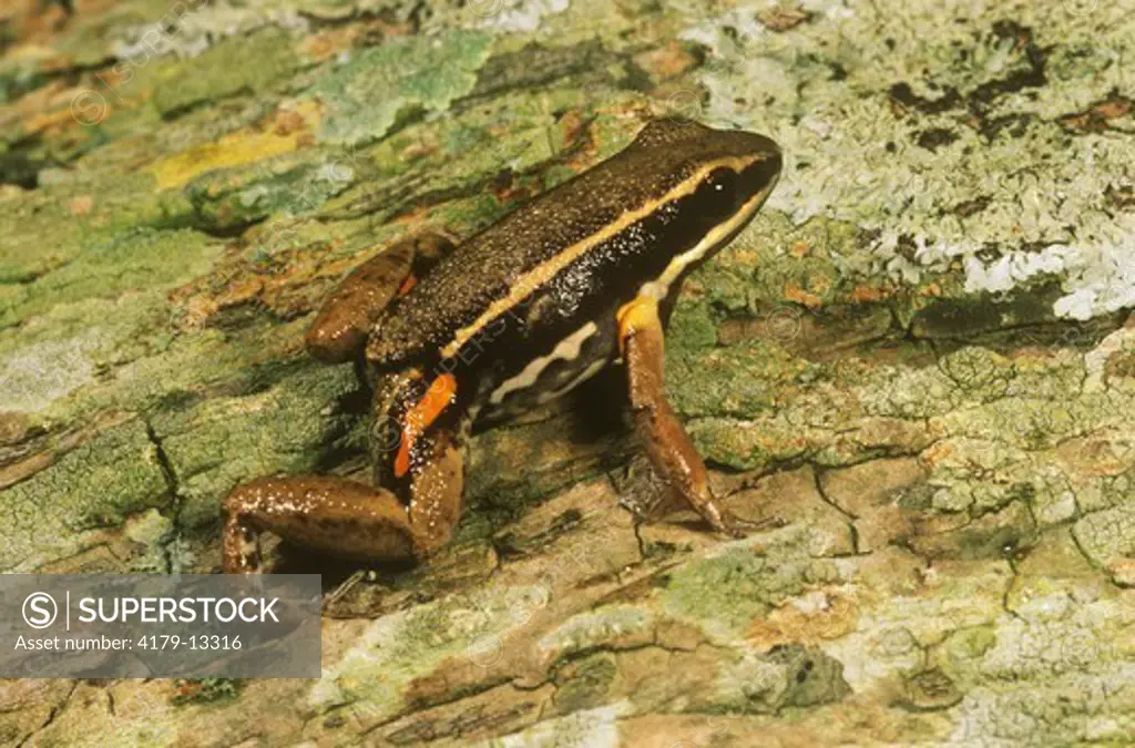 Poison Frog         IC (Epipedobates femoralis) Guyana,Peru,Columbia,Ecuador
