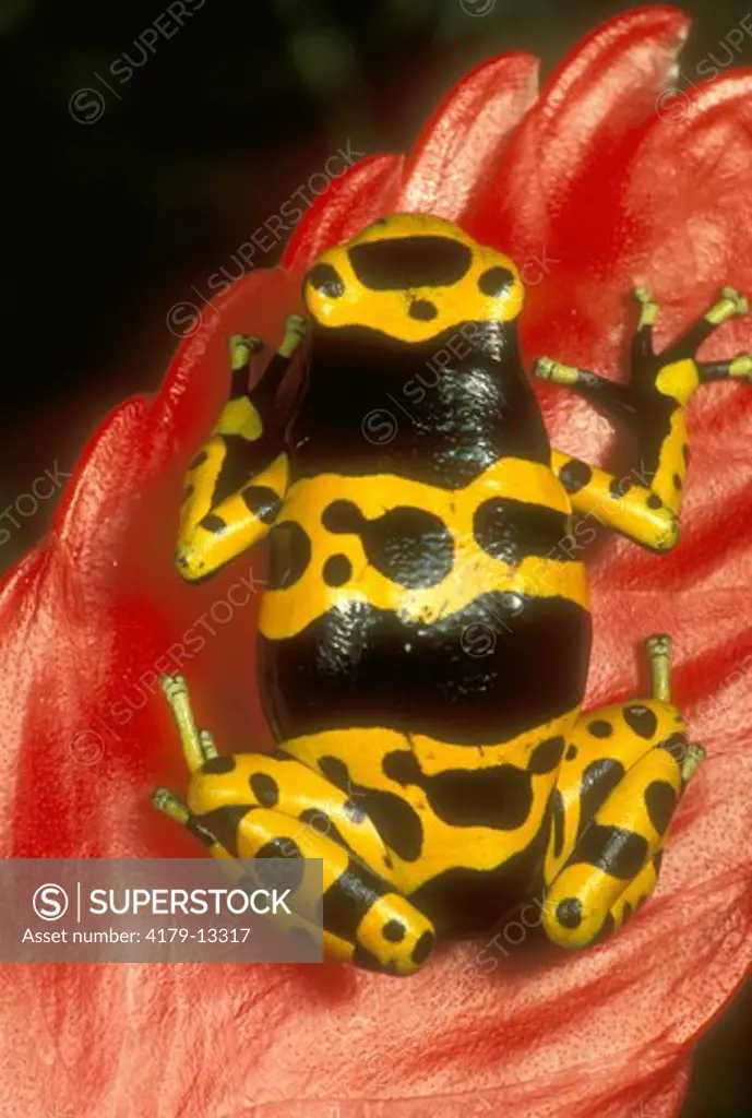 Yellow-Banded Poison Frog (Dendrobates leucomelas) Venezuela