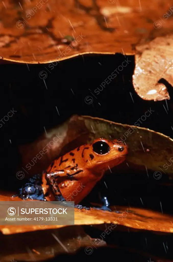 Poison Arrow Frog in Rain (Dendrobates pumilio) Costa Rica, C.A.