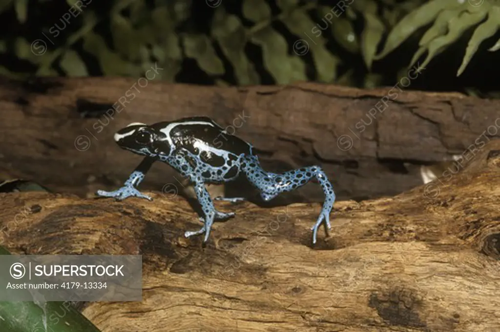 Dyeing Poison Dart Frog (Dendrobates tinctorius) TX Houston Zoological Gardens