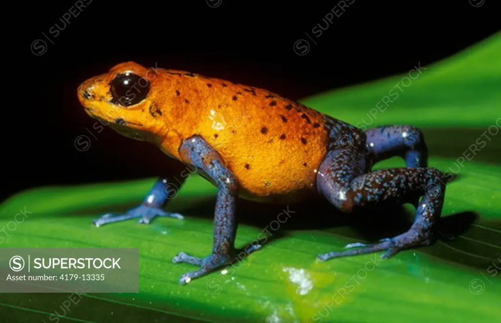 Blue-Jeans Poison Dart Frog (Dendrobates Pumilius) Costa Rica