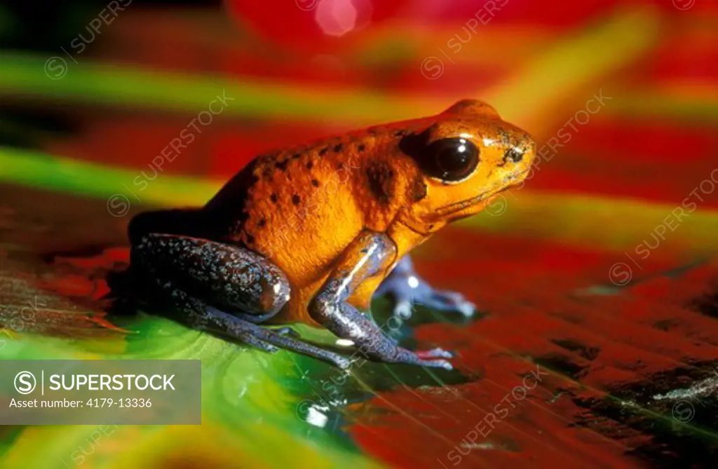 Blue-Jeans Poison Dart Frog (Dendrobates Pumilius) Costa Rica
