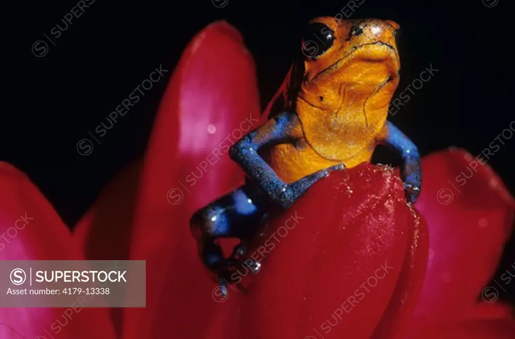 Blue-Jeans Poison Dart Frog (Dendrobates Pumilio) Costa Rica