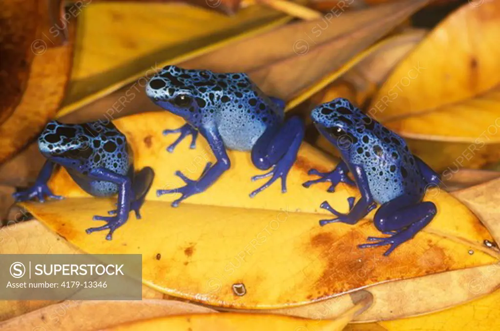Blue Poison Arrow Frog (Dendrobates azureus), captive, born in zoo