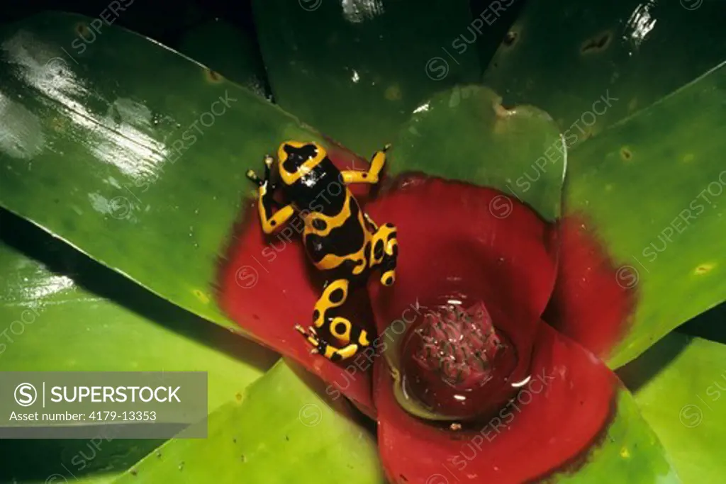 Marbled Poison Dart Frog (Dendrobates leucomelas) in Bromeliad, IC