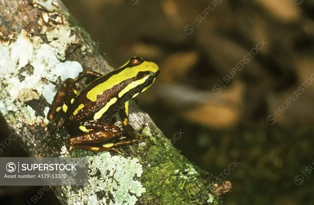 Tricolor Poison Arrow Frog / Phantasmal Poison Frog (Epipedobates tricolor) SW Ecuador, Endangered (IUCN)