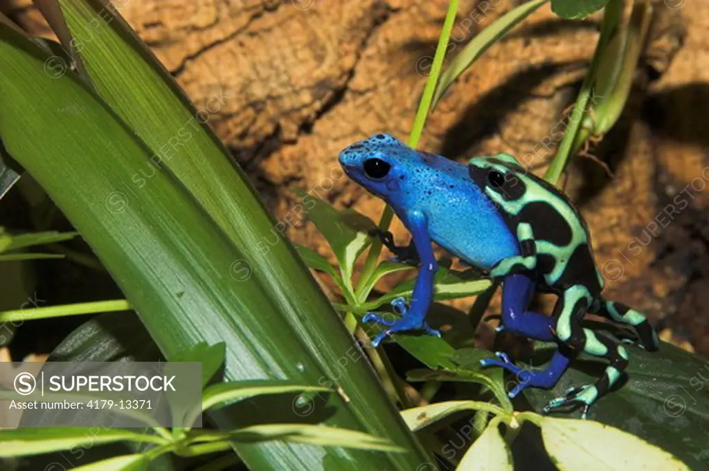 Green and Black Poison Dart Frog (Dendrobates auratus) and Blue Poison Dart Frog (Dendrobates azureus) males wrestling / Captive animals disputing over territory in an aquarium.