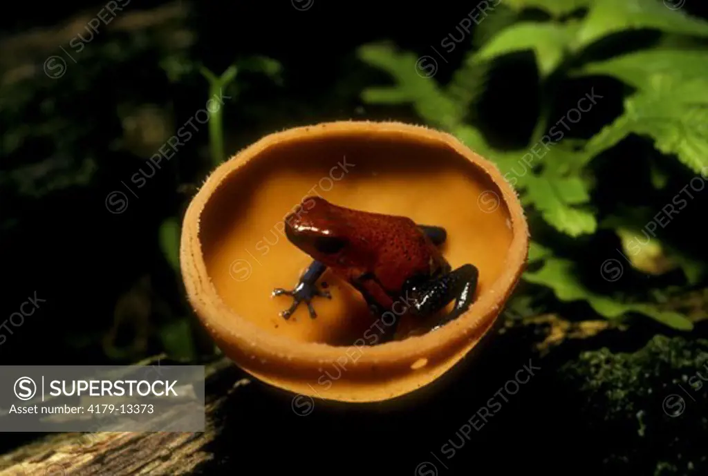 Poison Arrow Frog (Dendrobates pumilio) on Cup Fungus. La Selva, Costa Rica