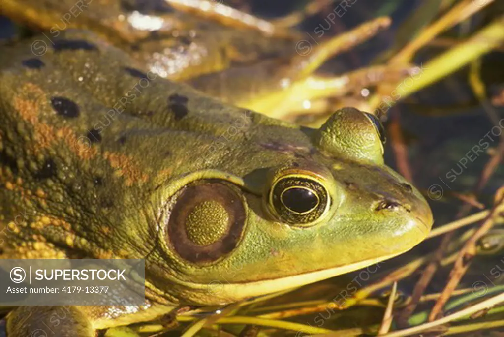 Pig Frog (Rana grylio) FL
