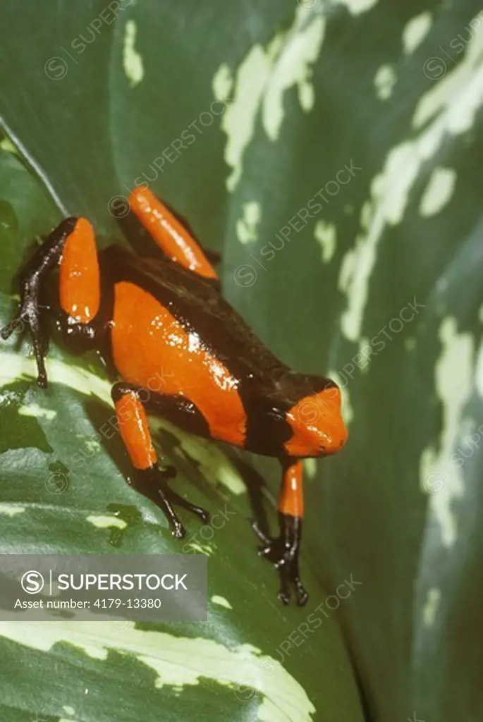Poison Arrow Frog (Dendrobates histrionicus) South America