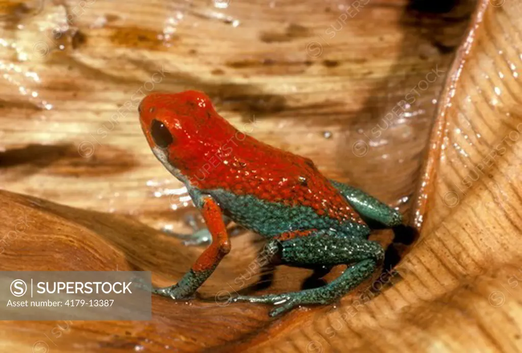 Strawberry Poison Arrow Frog (Dendrobates pumilo) Central America
